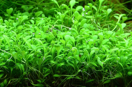 Glossostigma Elatinoides