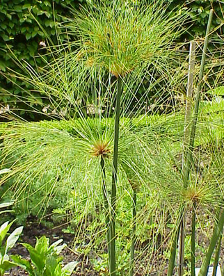 Cyperus Papyrus