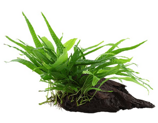 Tronco Cafe decorado Small