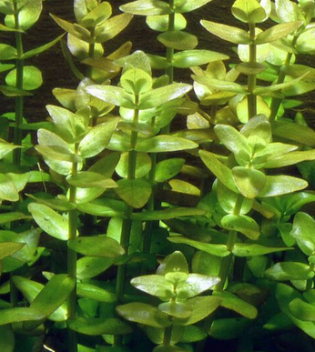 Bacopa Caroliniana