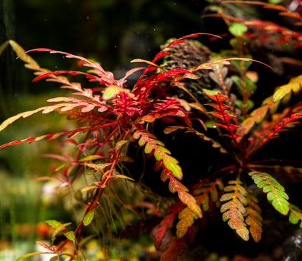 Hygrophila Pinnatifida
