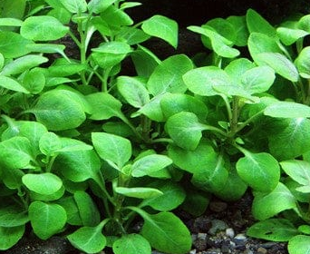 Lobelia Cardenalis Grande