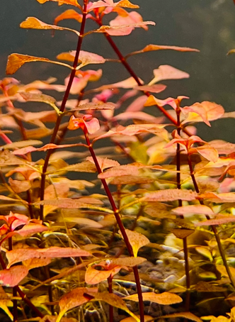 Ludwigia Palustris