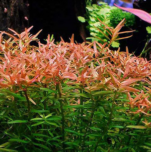 Rotala Manipurensis