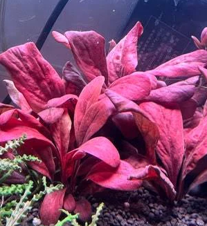 Samolus Parviflorus Red