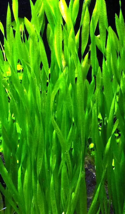 Vallisneria Spiralis
