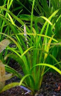 Sagittaria Natans