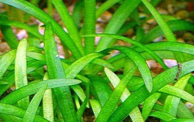 Echinodorus Tenellus