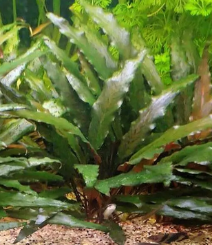 Cryptocoryne Beckettii