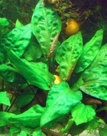 Cryptocoryne Pontederiifolia