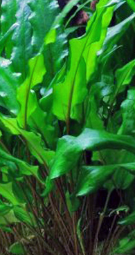 Cryptocoryne Wendtii Green