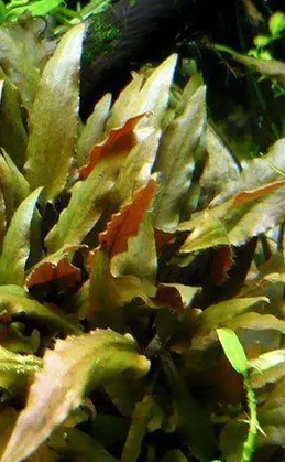 Cryptocoryne Walkeri