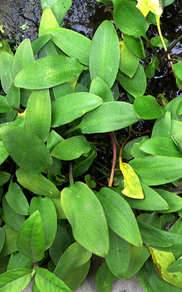 Cryptocoryne Willisii