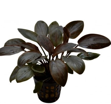 Lagenandra Chocolate