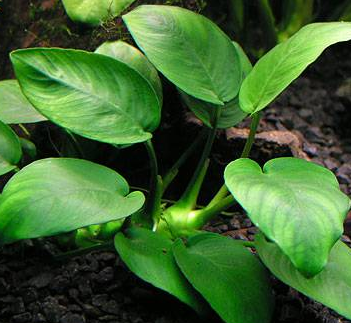 Anubias Barteri Var. Nana
