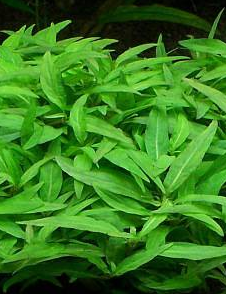 Staurogyne Porto Velho