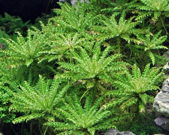 Pogostemon Helferi