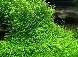 Utricularia Graminifolia