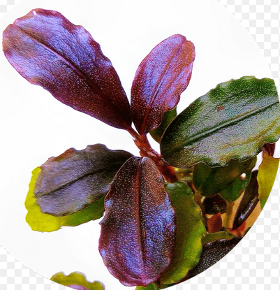 Bucephalandra Kota Bharu