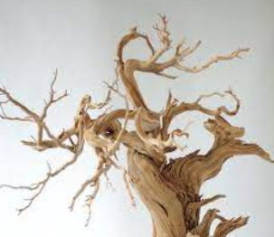 Tronco Madera Café M