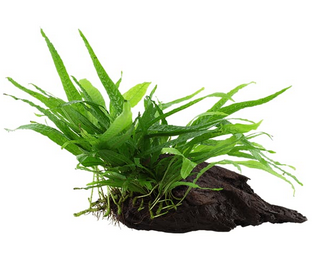 Tronco Decorado Small